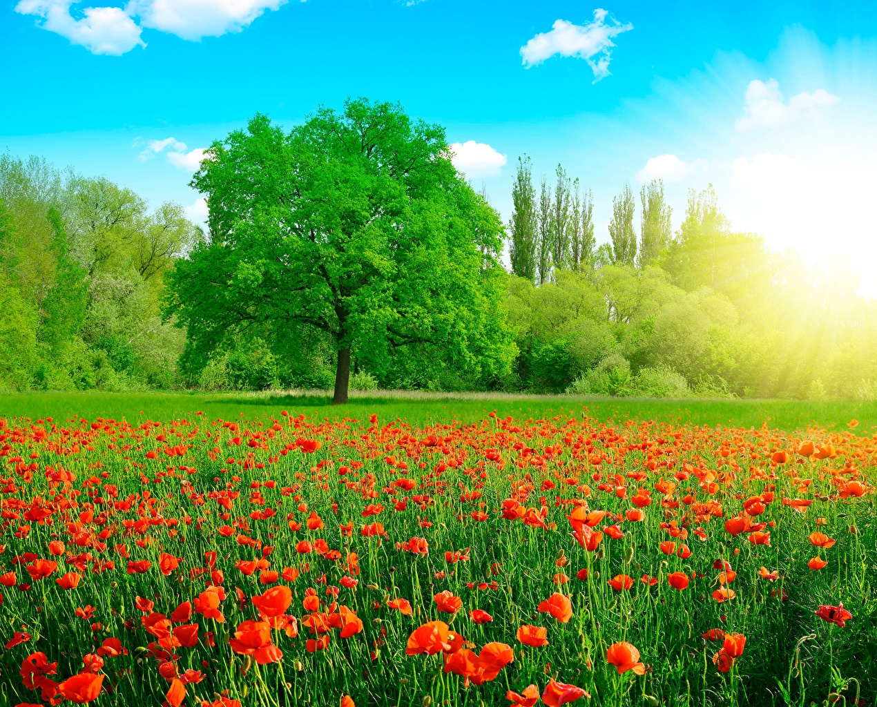 Poppies_Summer_Grasslands_Trees_562184_1270x1024.jpg