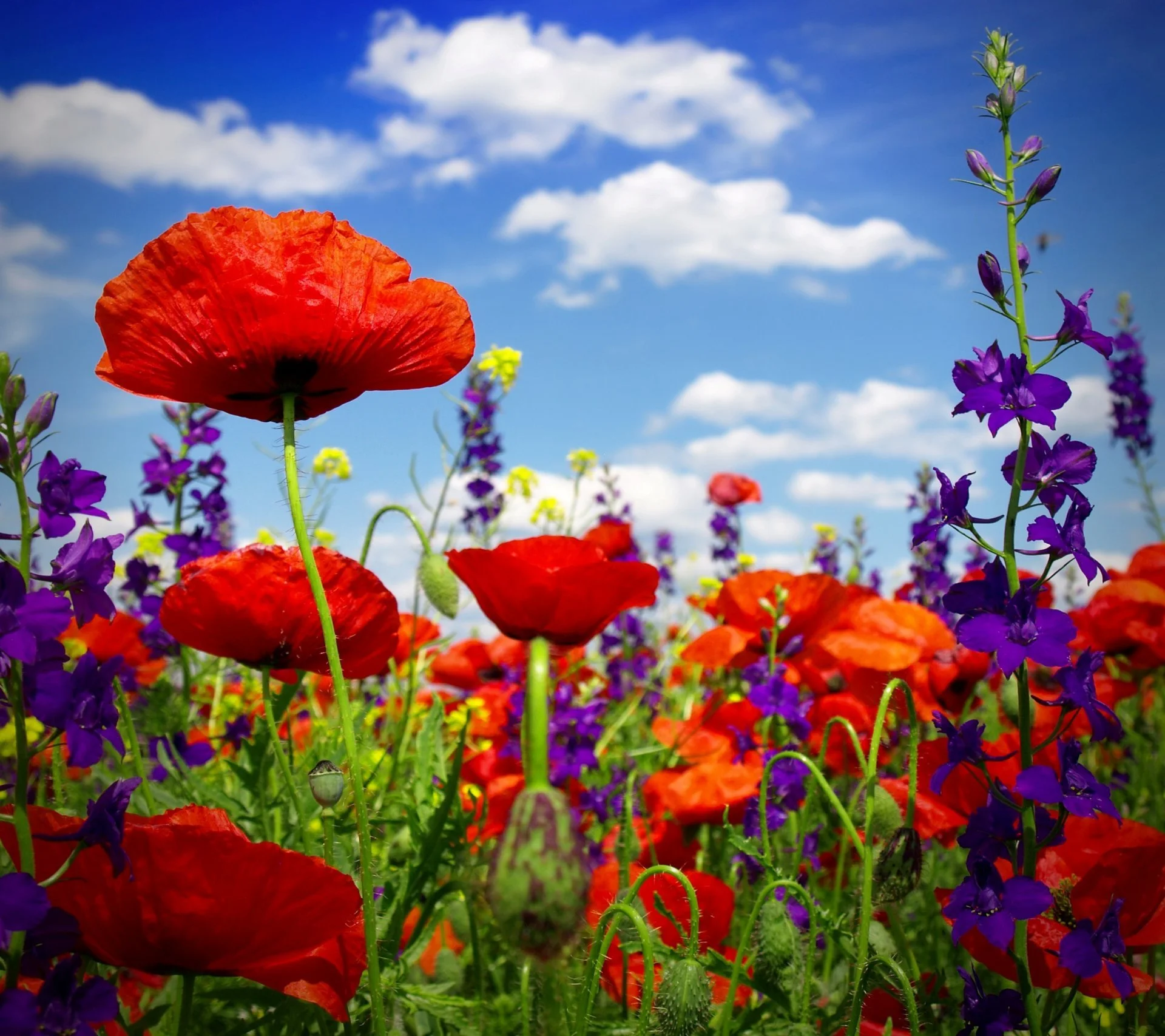 poppy-field-wild-flowers-poppy-field-poppies-flower-summer-bloom.webp