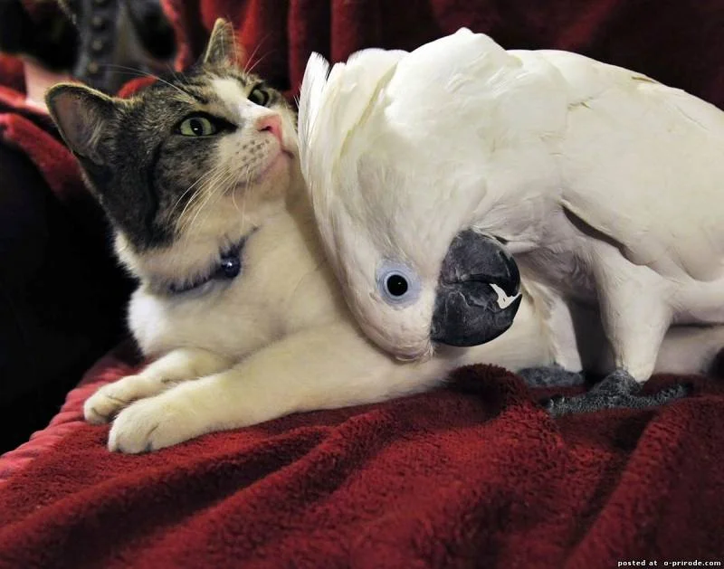 попугай и котик.webp