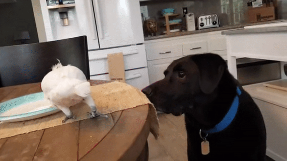 попугай кормит собаку.gif