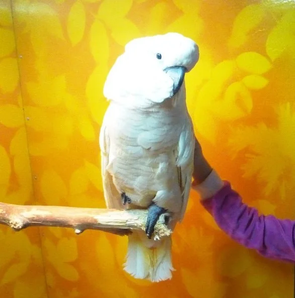 попугай.jpg