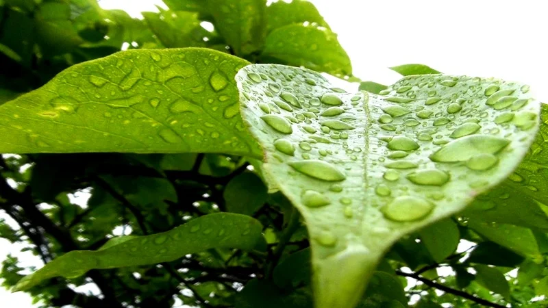 после дождя 1.webp