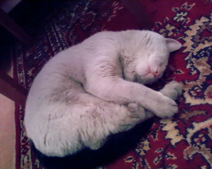 после гулянки _.webp