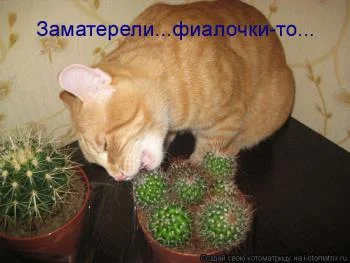 post-7064-085200800 1301211206_thumb.webp