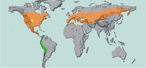 Potato_beetle_diffusion.jpg