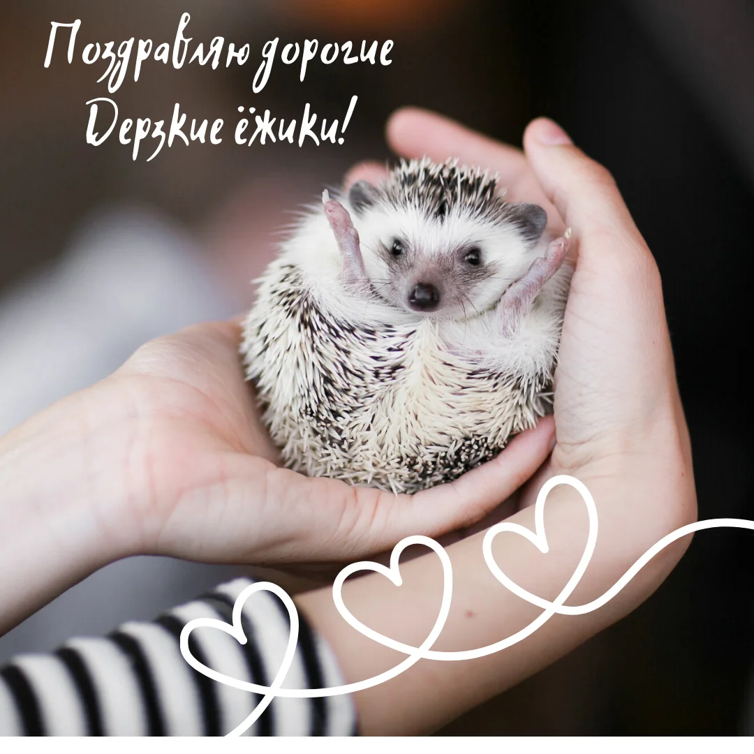 Поздравляю дорогие Дерзкие ёжики!.webp