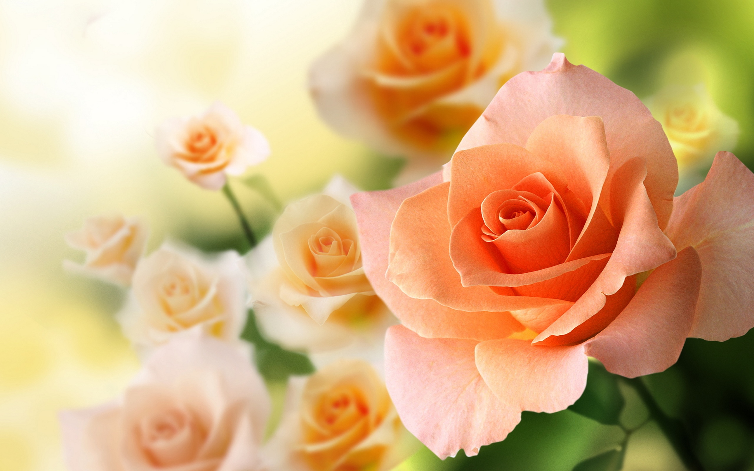 pretty-peach-roses-HD-wallpapers.jpg