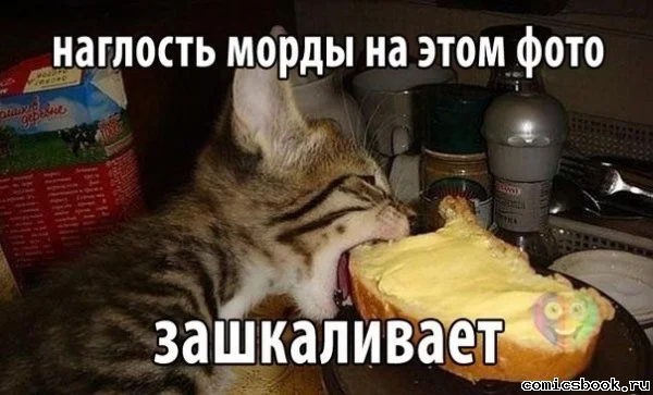 Прикол-Охеревший-кот-100884.webp
