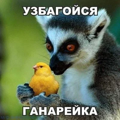 прикольная-картинка.webp