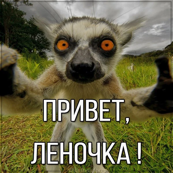 prikolnaya-kartinka-privet-lenochka.webp