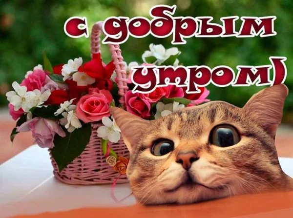 prikolnaya-kartinka-s-dobrym-utrom-600x447.webp