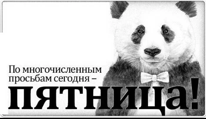 prikolnaya-panda.webp