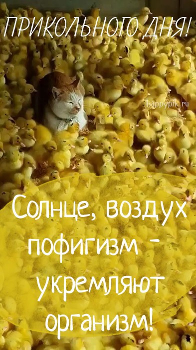 prikolnogo-dnja24 (1).jpg