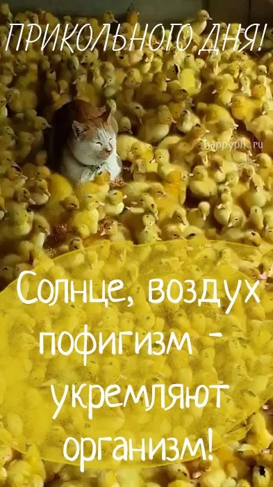 prikolnogo-dnja24 (1).jpg