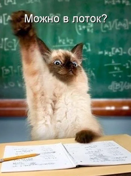 Прикольные-картинки-котэ-котэ-картинки-песочница-634801.webp