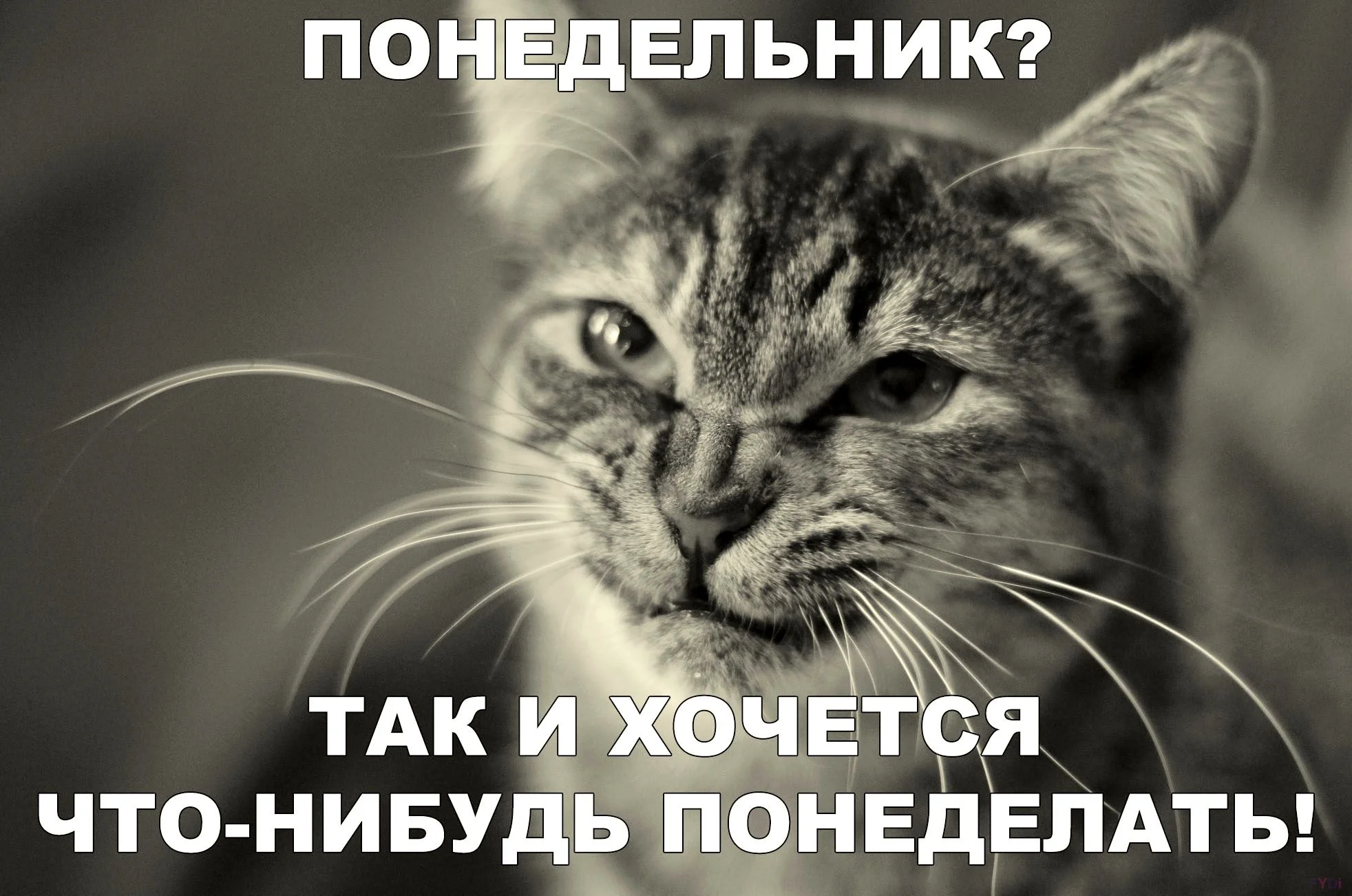 prikolnye-kartinki-ponedelnik-2.webp