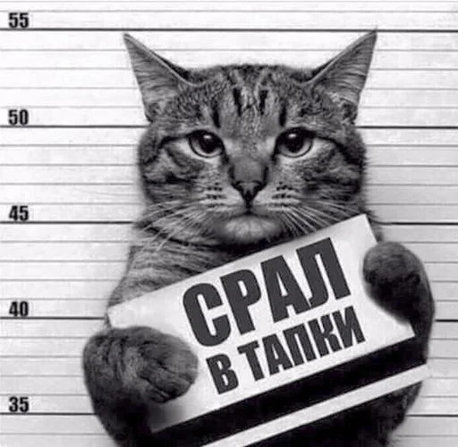 prikolnye-kartinki-pro-koshek-s-nadpisyami-30.webp