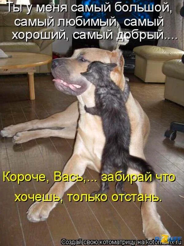 Prikolnye-kartinki-pro-sobak-13.webp