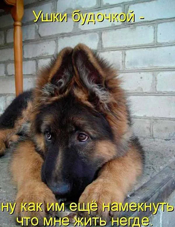 Prikolnye-kartinki-pro-sobak-23.webp