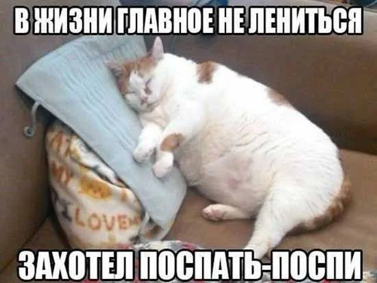 Прикольные коты — фото с надписями _ Развлекуха_ру.webp
