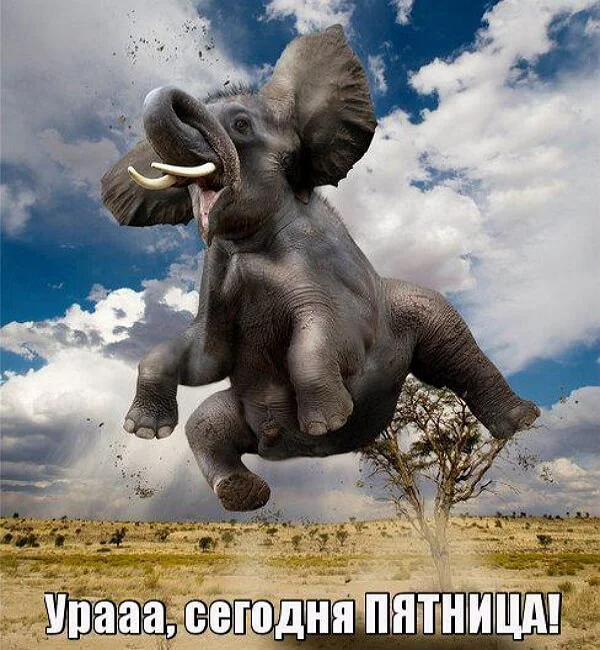 prikolnye_kartinki_s_pyatnicej_45.webp