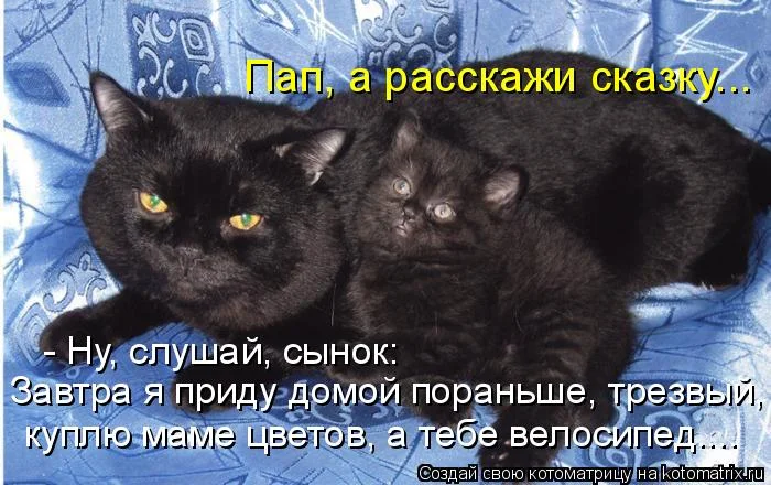 ПРИКОЛЫ КОТЫ (4).webp