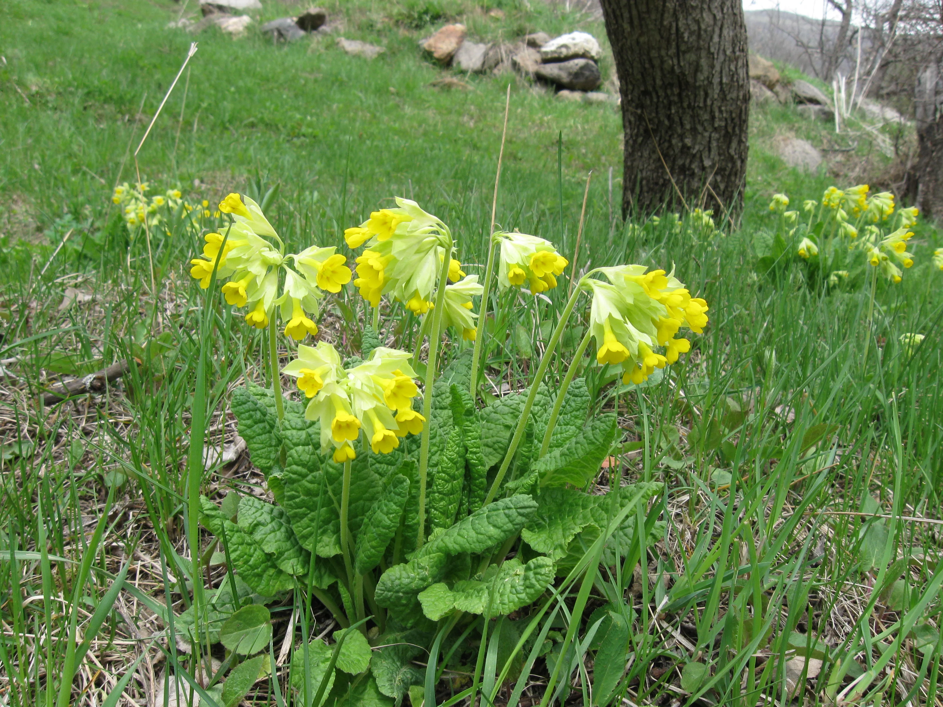 Primula_veris,_Armenia.webp