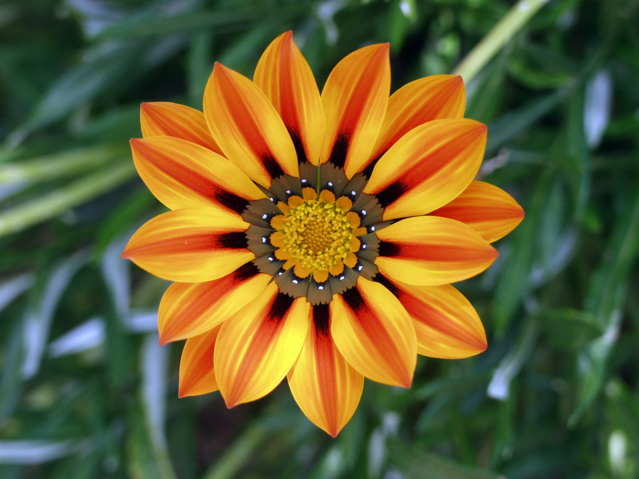 priroda-cvety-gazanias.webp