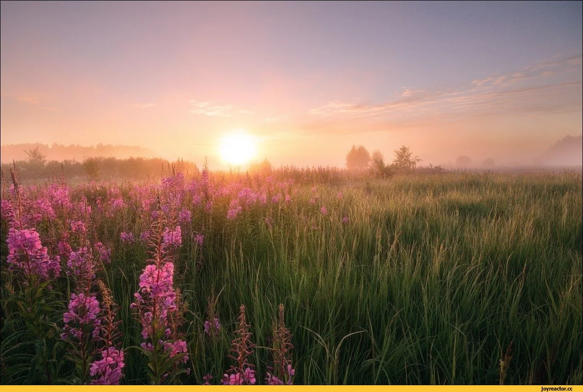 Природа-поле-цветы-утро-1365233.webp