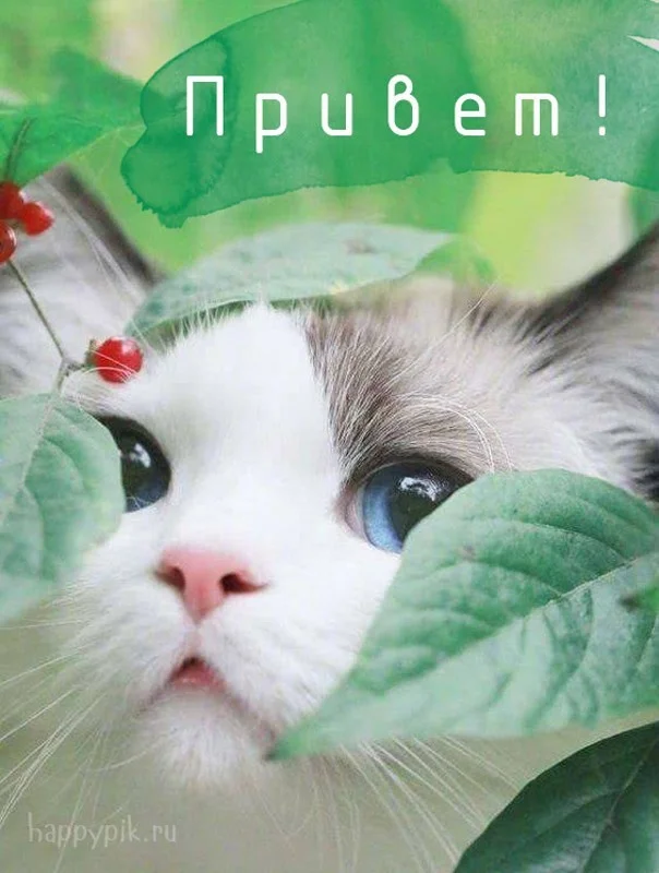 privet-kartinki14_happypik.ru_.webp