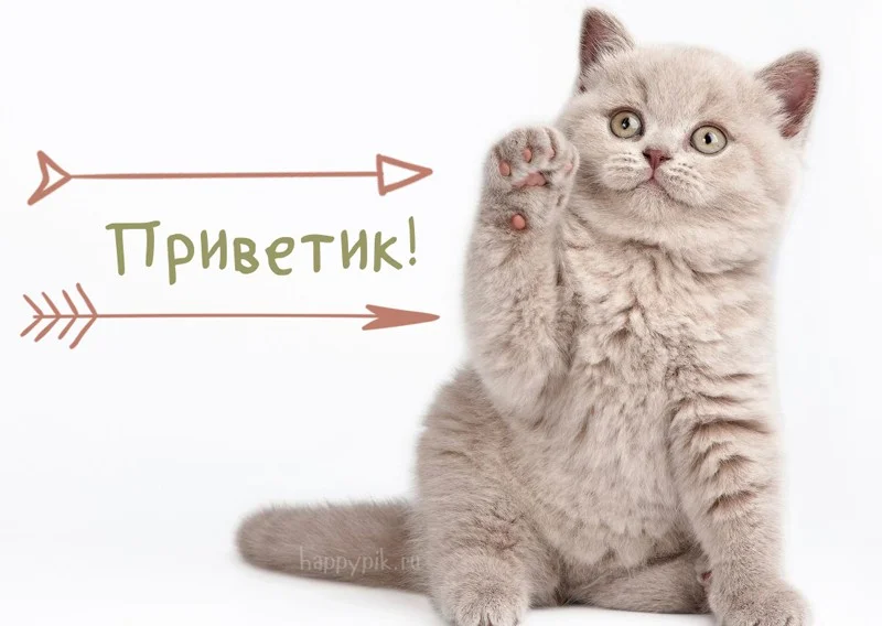 privet-kartinki39_happypik.ru_.webp