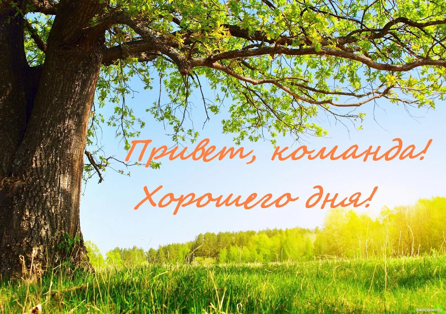 привет ком 2505.webp