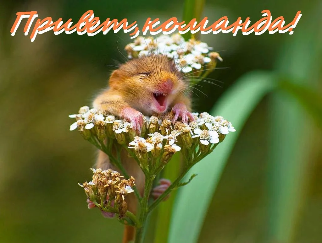 ПРИВЕТ КОМАНДА  мыша.webp