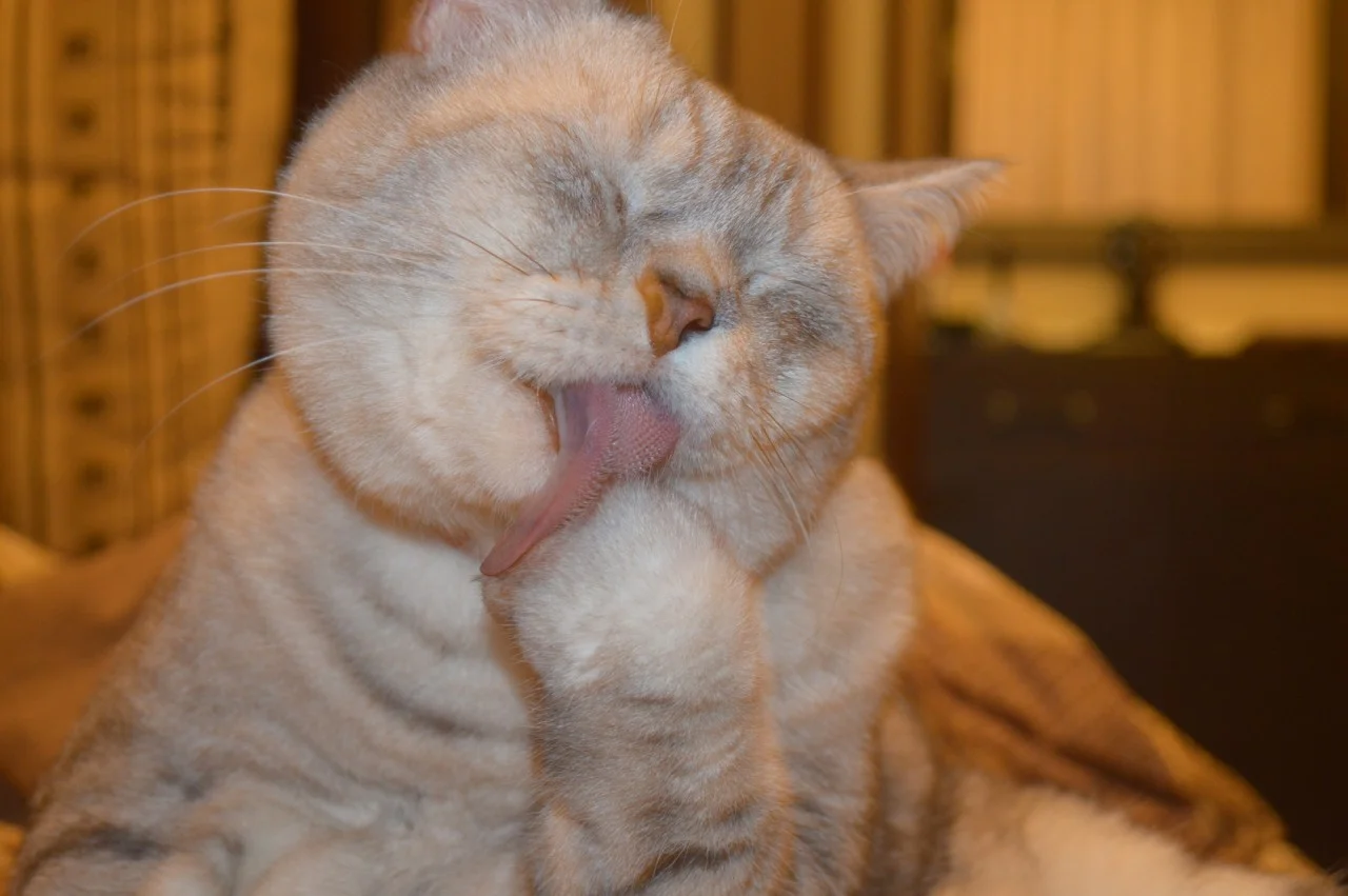 ПРивет от Моти.webp