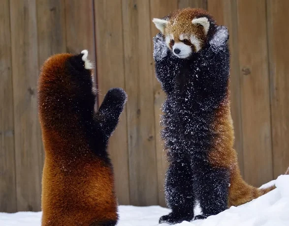 привет панда.webp