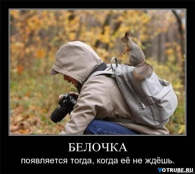 про белочку.webp