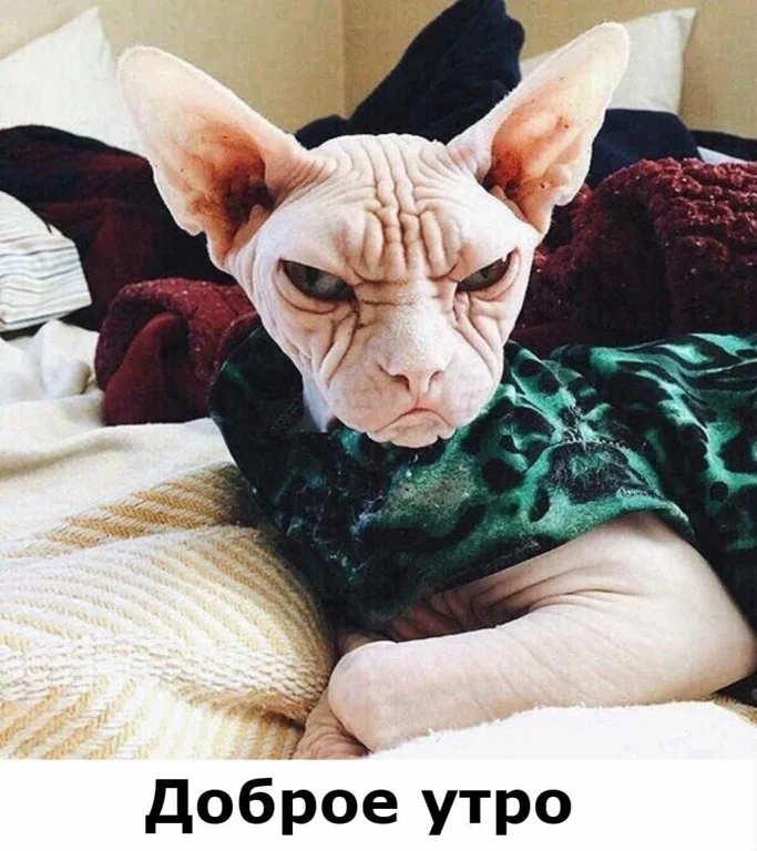 Про-утро-юмор-картинки-и-фото026.jpg