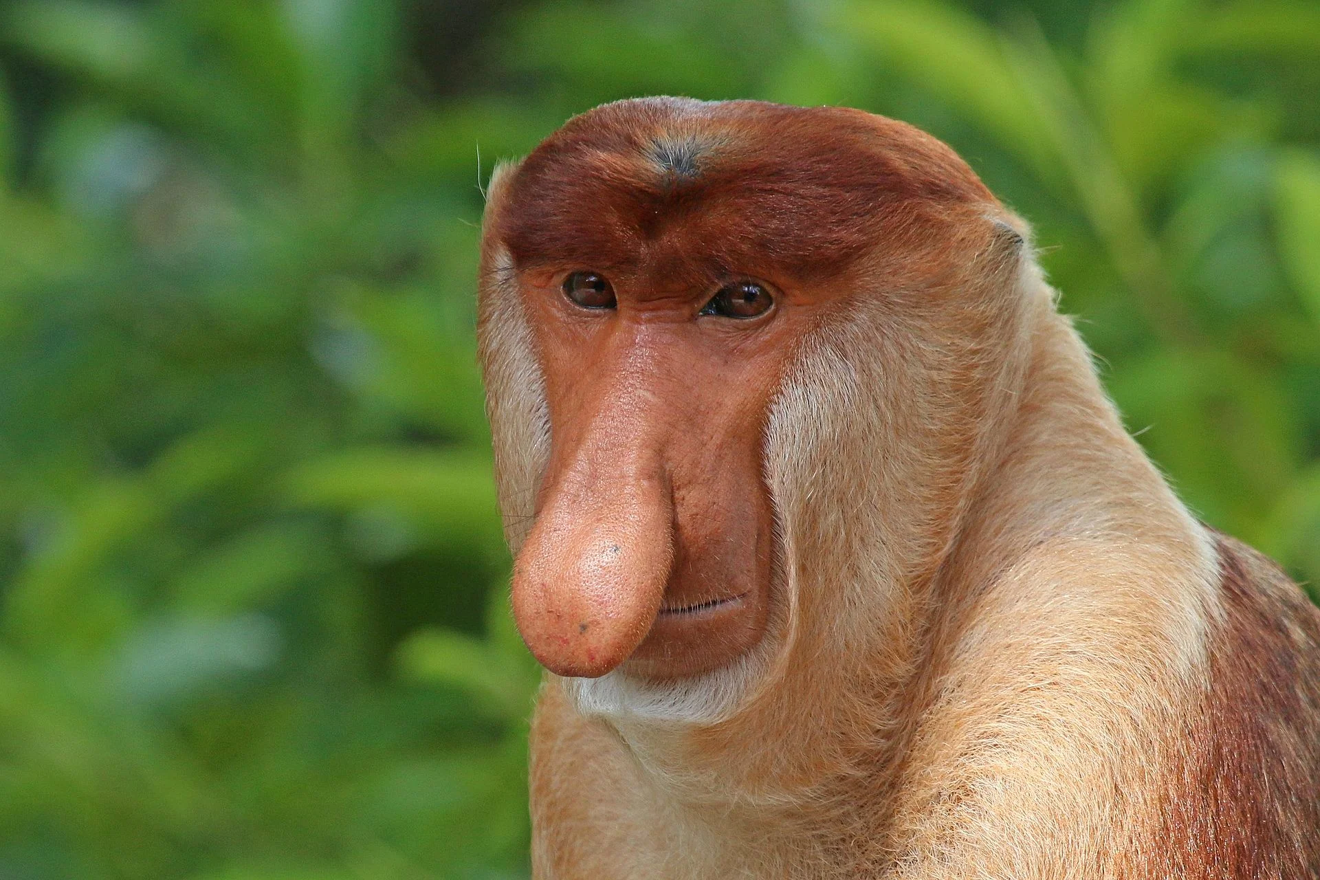 Proboscis_monkey_Nasalis_larvatus_male_head.webp