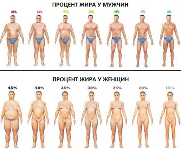 Процент жира у мужчин и женщин.webp