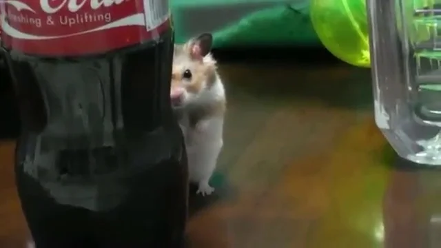 psycho_hamster_new.webp