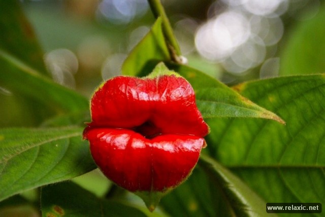 Psychotria-elata-00009.jpg