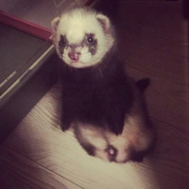 Пука 20160527_230700.webp