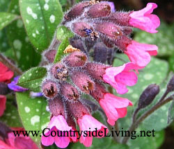 Pulmonaria2.jpg