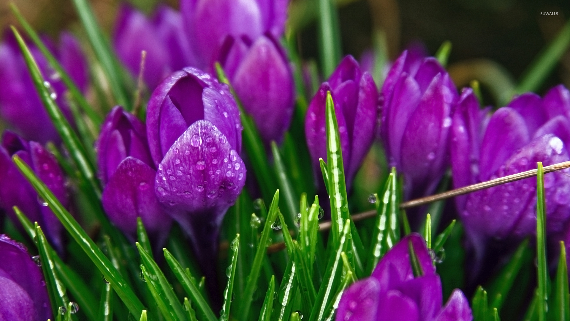 purple-crocus-6378-1920x1080.jpg