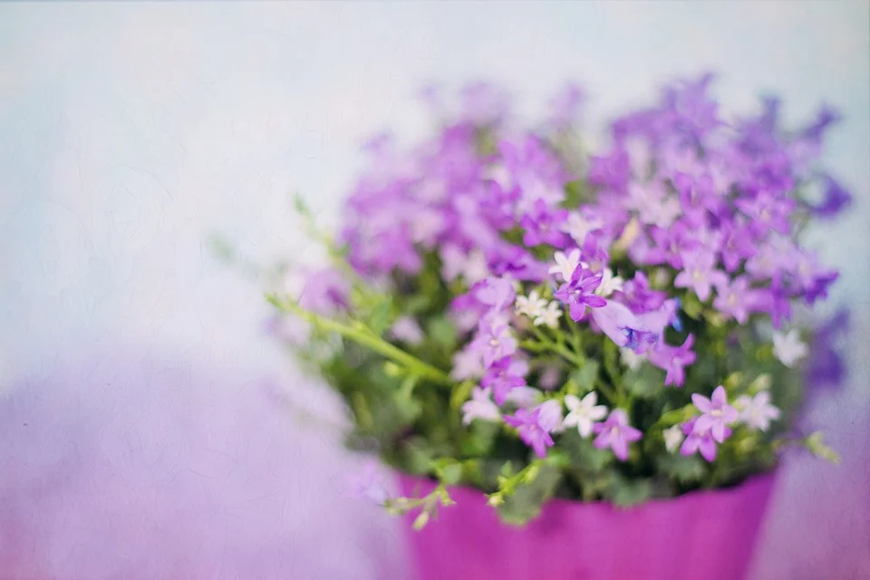 purple-flowers-2191623_960_720.webp