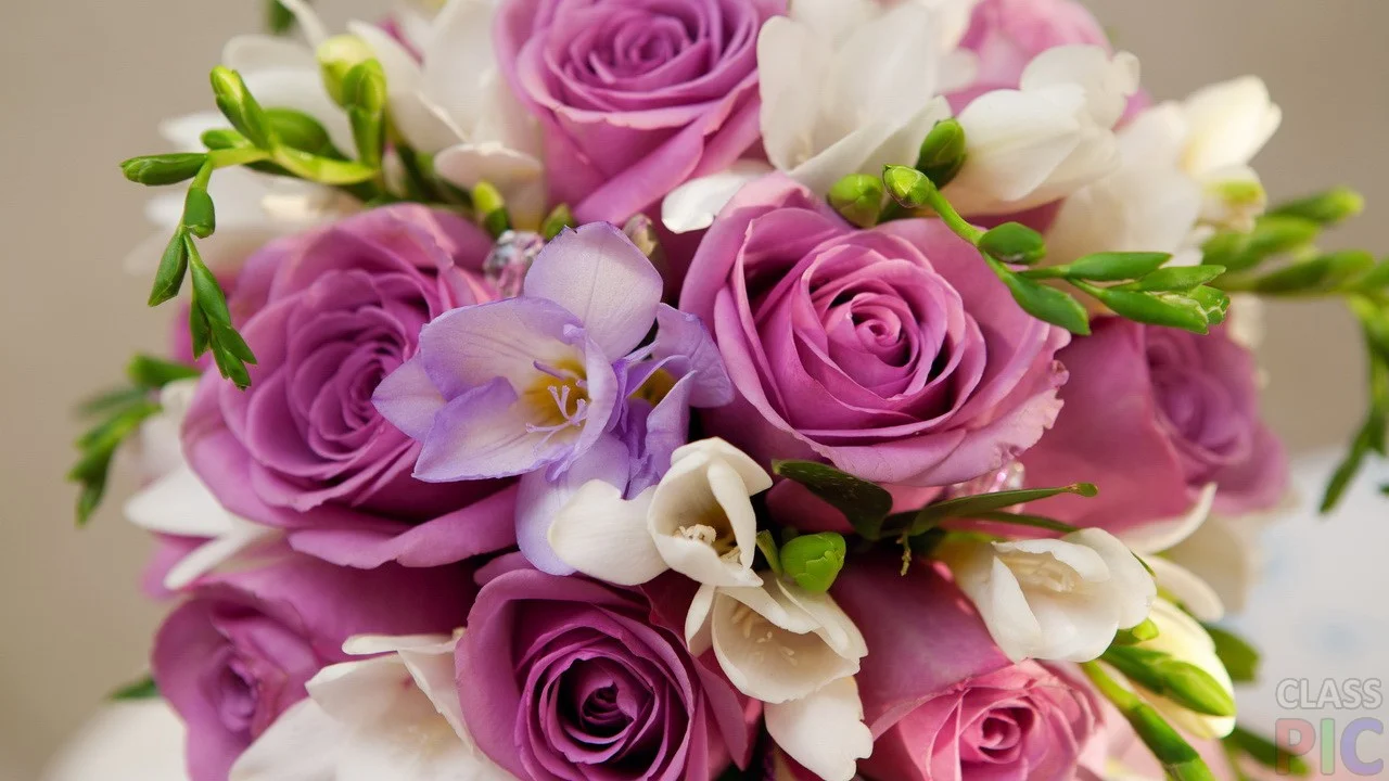 purple-rose.webp