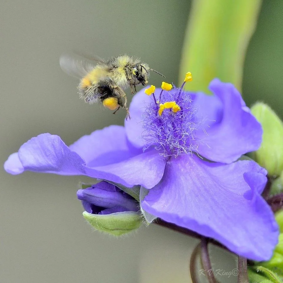 пыльца  -.webp