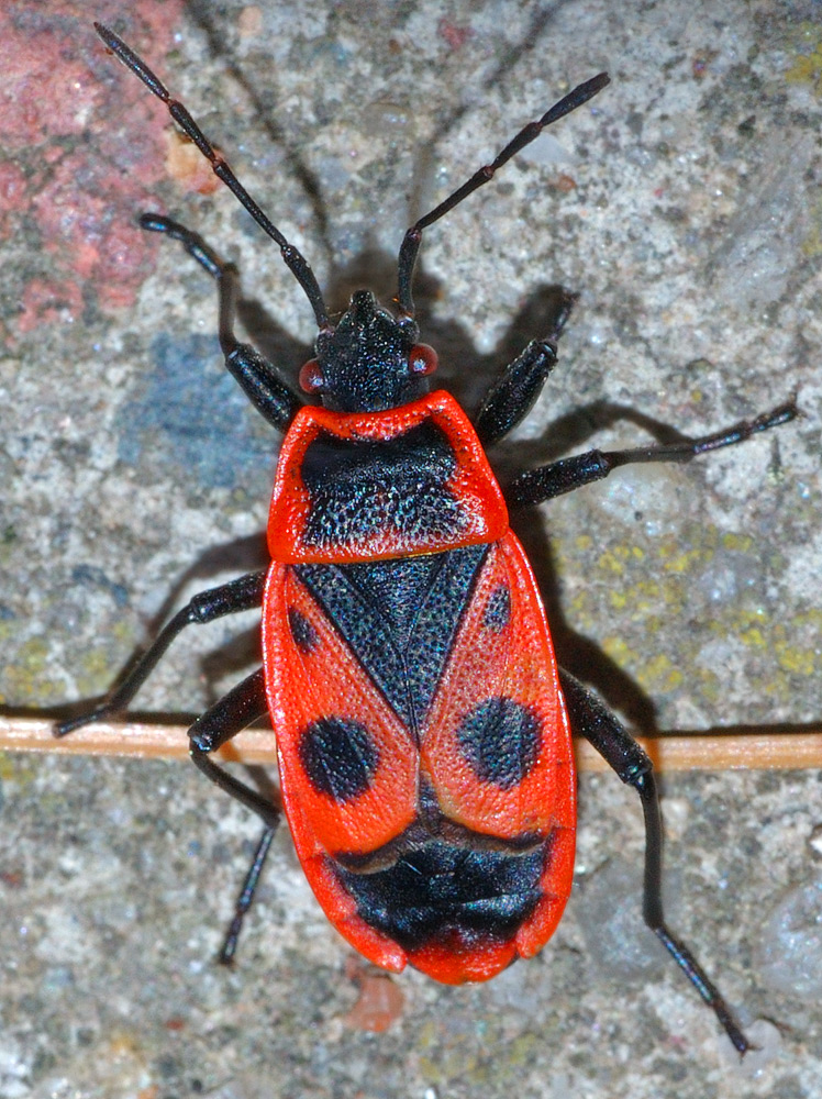 Pyrrhocoris_apterus_(aka).jpg