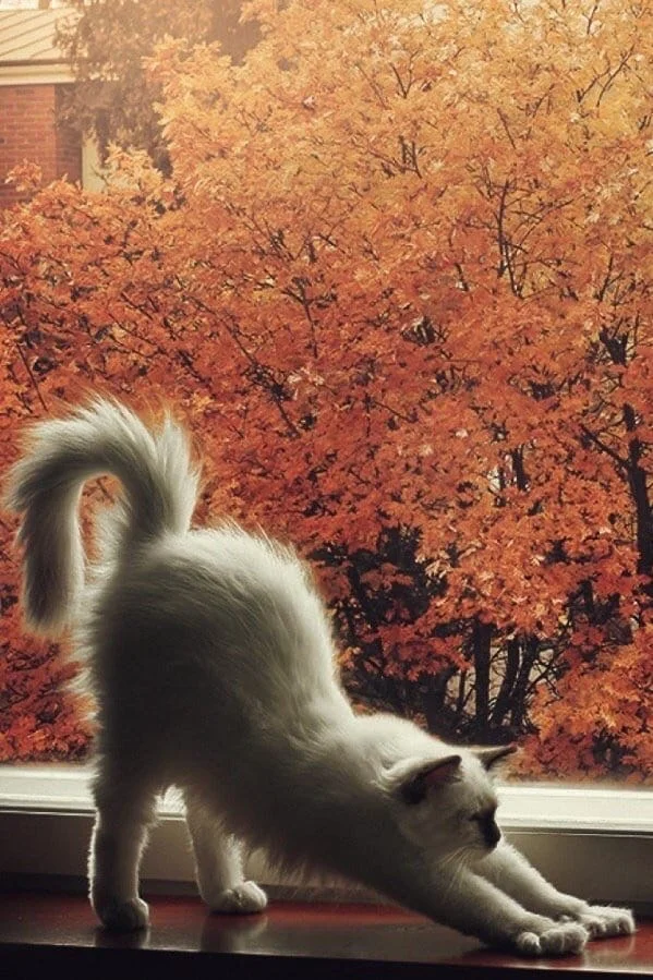 Q1GM0DZ2rWM (2).webp