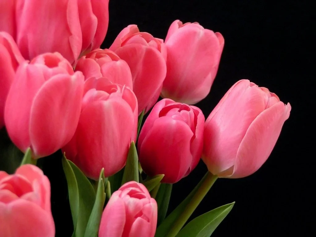 r-tulips-1024.webp